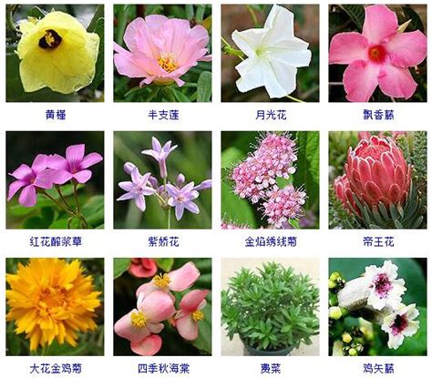 草的名字|草本植物(花卉)图鉴及常见问题大全